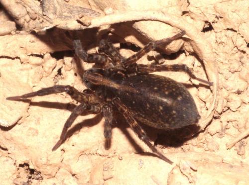 Trochosa hispanica
